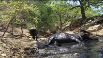 komodo dragons hunt buffalo