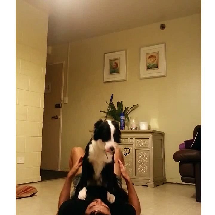 Two dogs perform unbelievable balancing trick