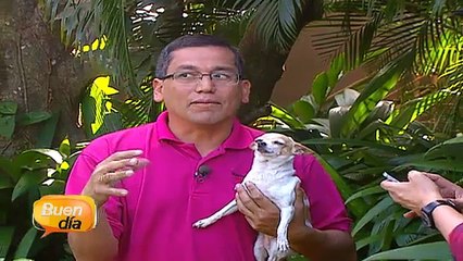 bd-perros-celosos-110215