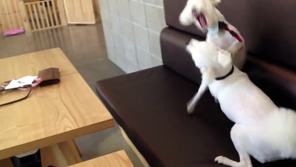 Responsible Dog Breaks Up Puppy Fight