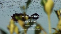 Exotic Birds - Black Swans