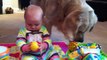 Baby Shares Toys with Golden Retriever