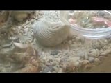Hermit Crab Surface Molting