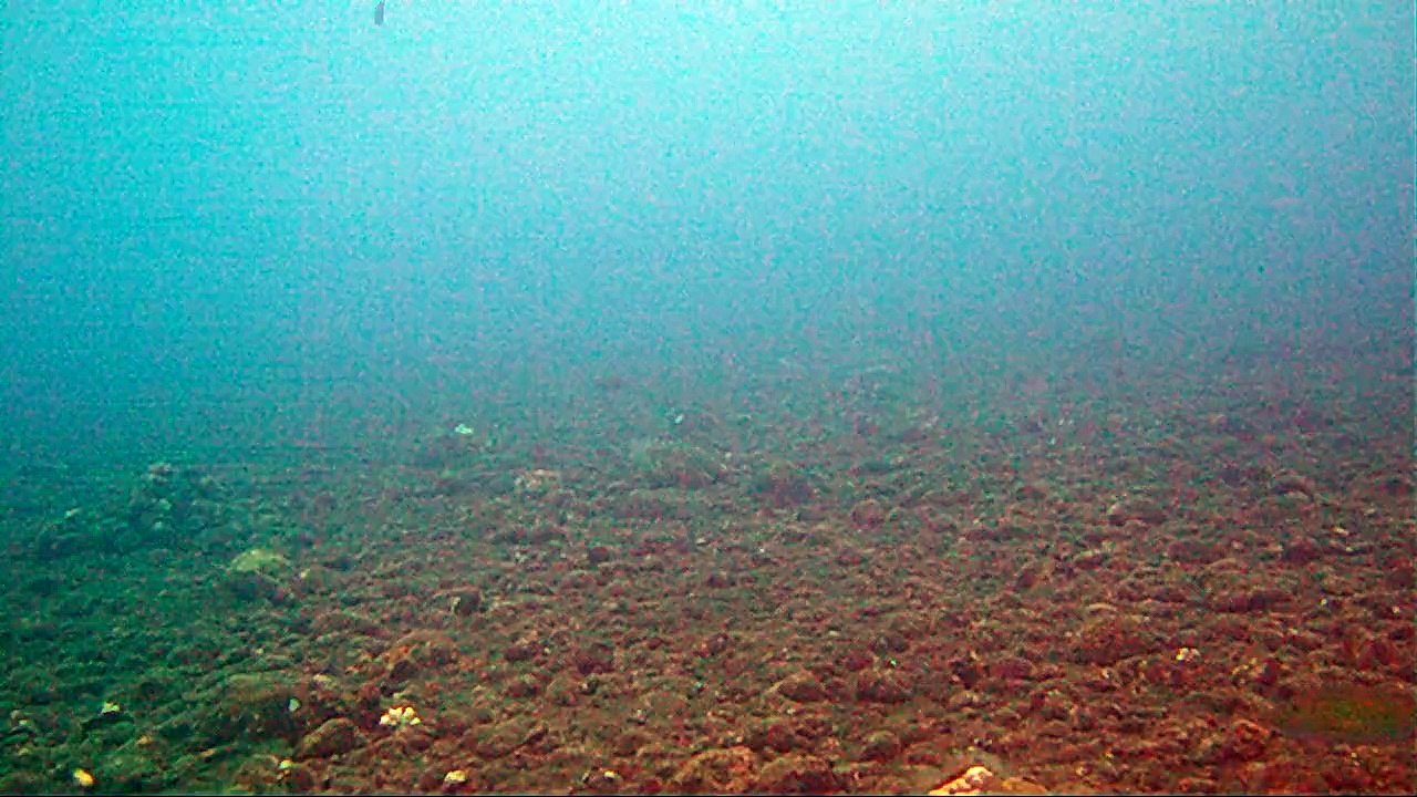 2 schwarzspitzenriffhaie