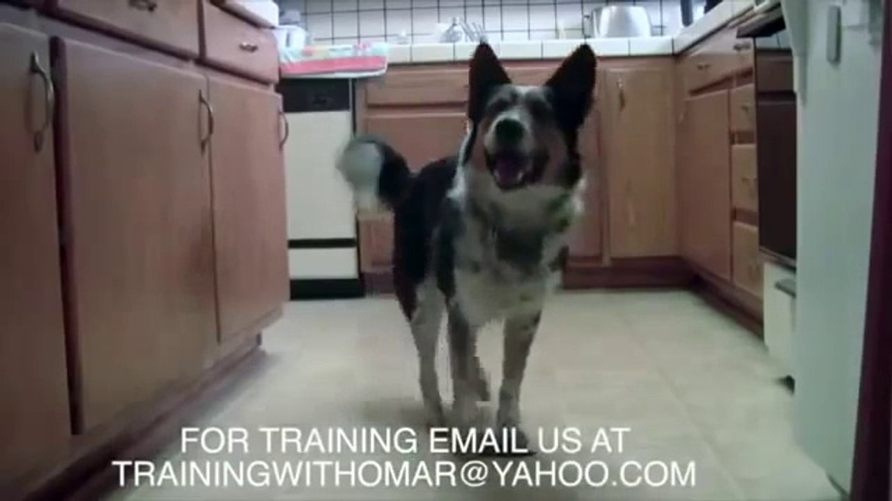 Самый умный пес