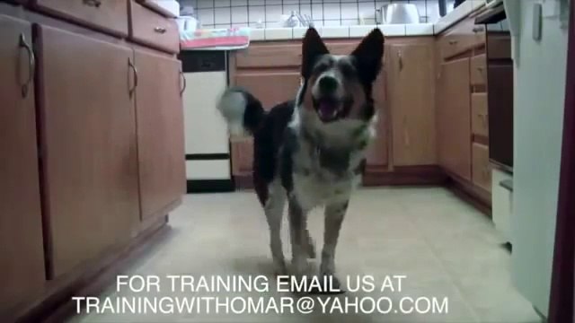 Самый умный пес