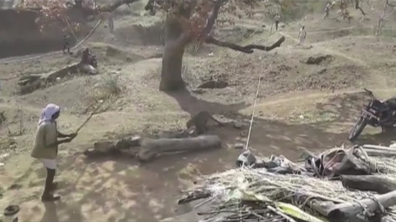 Unglaublich: mann kämpft nur mit stock bewaffnet gegen leopard