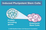 What are Induced Pluripotent Stem Cells? (iPS Cells)