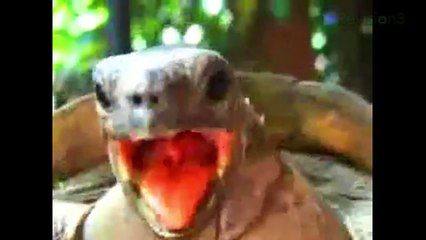 Funny Videos: Turtle Orgasm Plus Best Wedding Entrance!