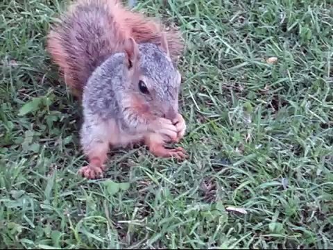 The World's Tamest Squirrel - Snickers Cute Baby Squirrel