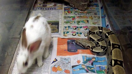 boa vs rabbit