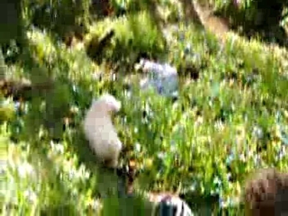 bousculade en forêt