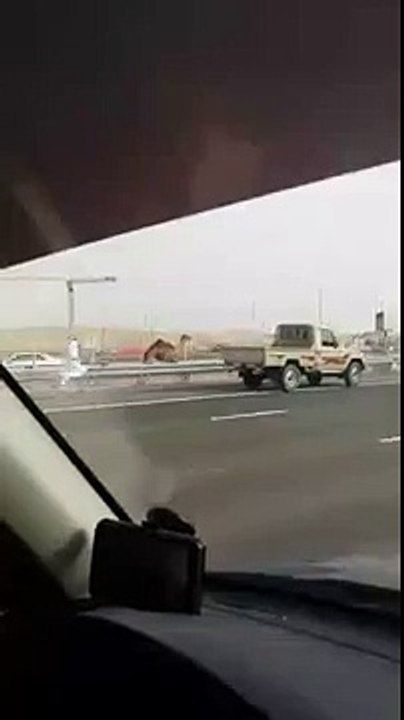 Árabe persiguiendo a su Camello
