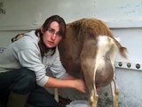 Milking the goats at Swillington Organic Farm, Leeds