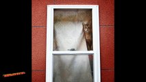 compilación de Gatos tristes esperando por sus dueños