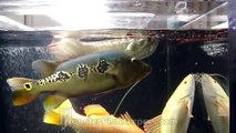 Feeding Hikari Jumbo Carnisticks in 600 Gallon Tank - MonsterFishKeepers.com : HD Quality
