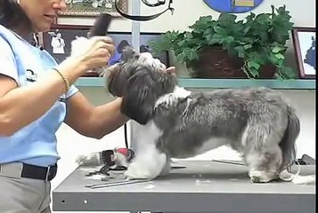 Super Styling Session Shih Tzu Grooming Tips