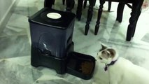 Cat feeder automatic timer mahcine