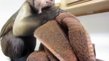 Capuchin Monkey versus Ice! Very Smart Monkey!