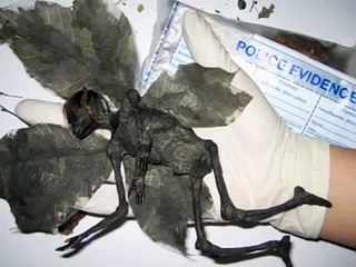 Fairy caught on Camera in England