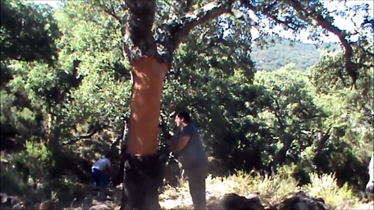 How to peel the skin of Cork tree アンダルシアのコルクの皮はこうやって剥がします。【Spain】【Andalucia】
