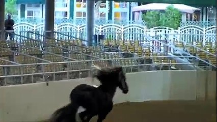 Friesian Stallion "Strata" Liberty class champion 2009