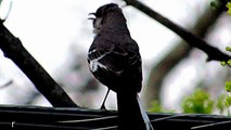 MOCKING BIRD IMITATING A POLICE CAR AND OTHER BIRDS