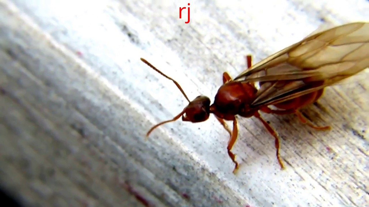 Monster Bug Wars-A bug you have never seen