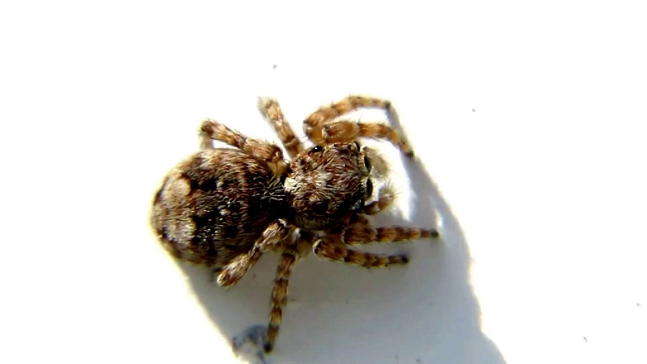 Monster Bug Wars- Scary Backyard Spider