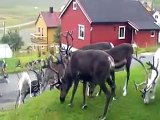 Reindeer