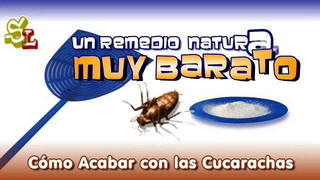 Cómo Eliminar Las Cucarachas, Cómo Exterminar a las Cucarachas, Trampas para las Cucarachas