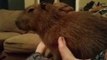 Capybara Enjoys a Foot Massage