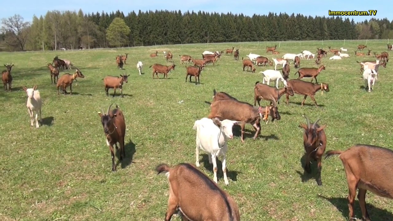 Sophienhof/ Harz * Romantischer Harzort mit Ziegenalm