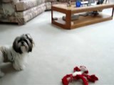 Shih Tzu dog Lacey enjoying her first birthday toys