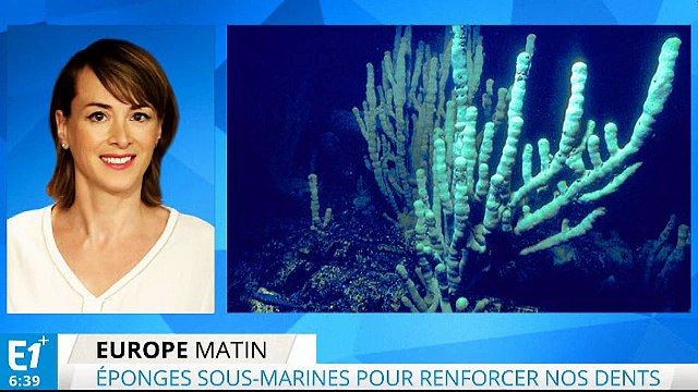 Les éponges sous-marines pour nos dents