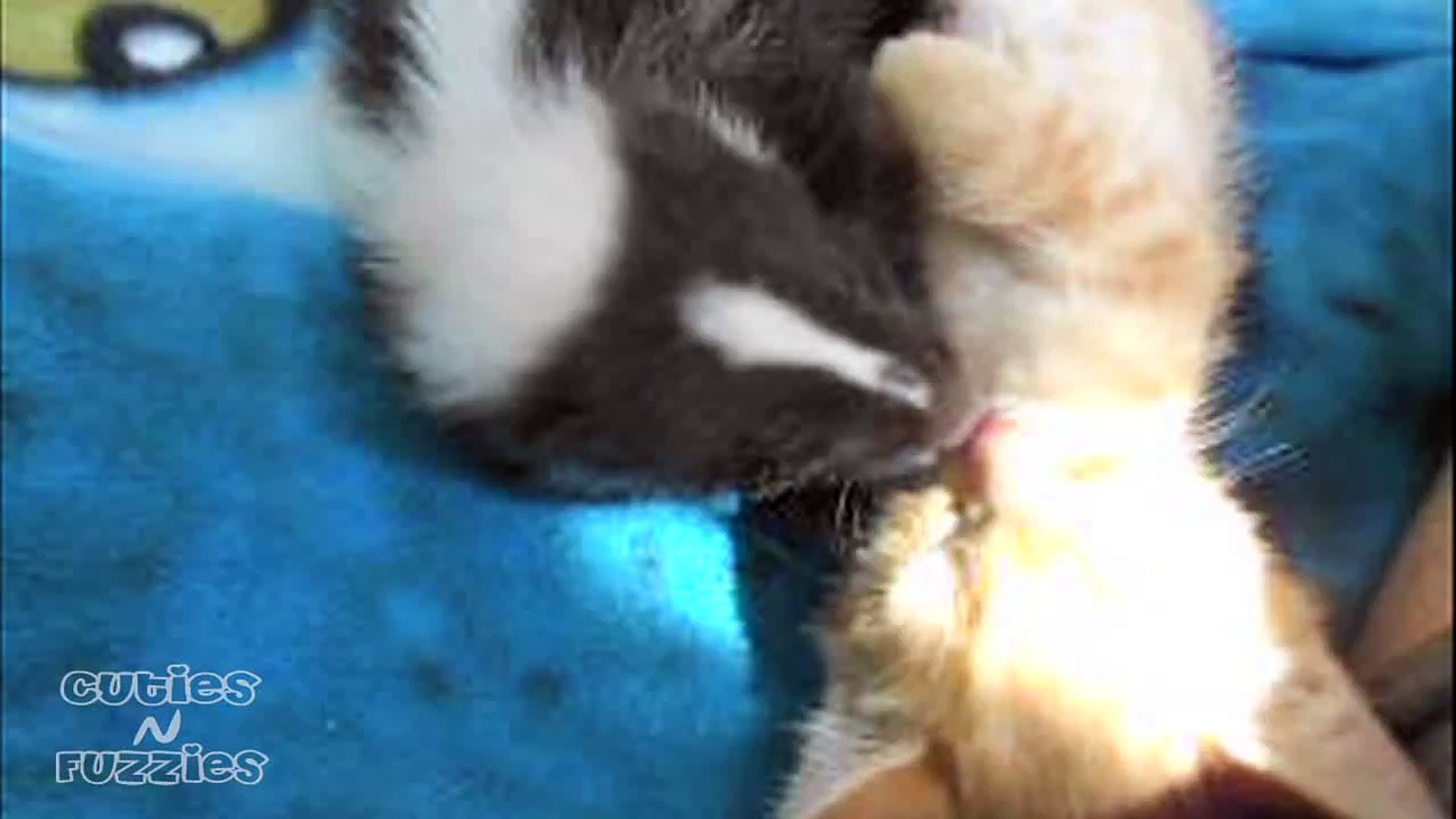 Baby Skunk and Kitten are Friends