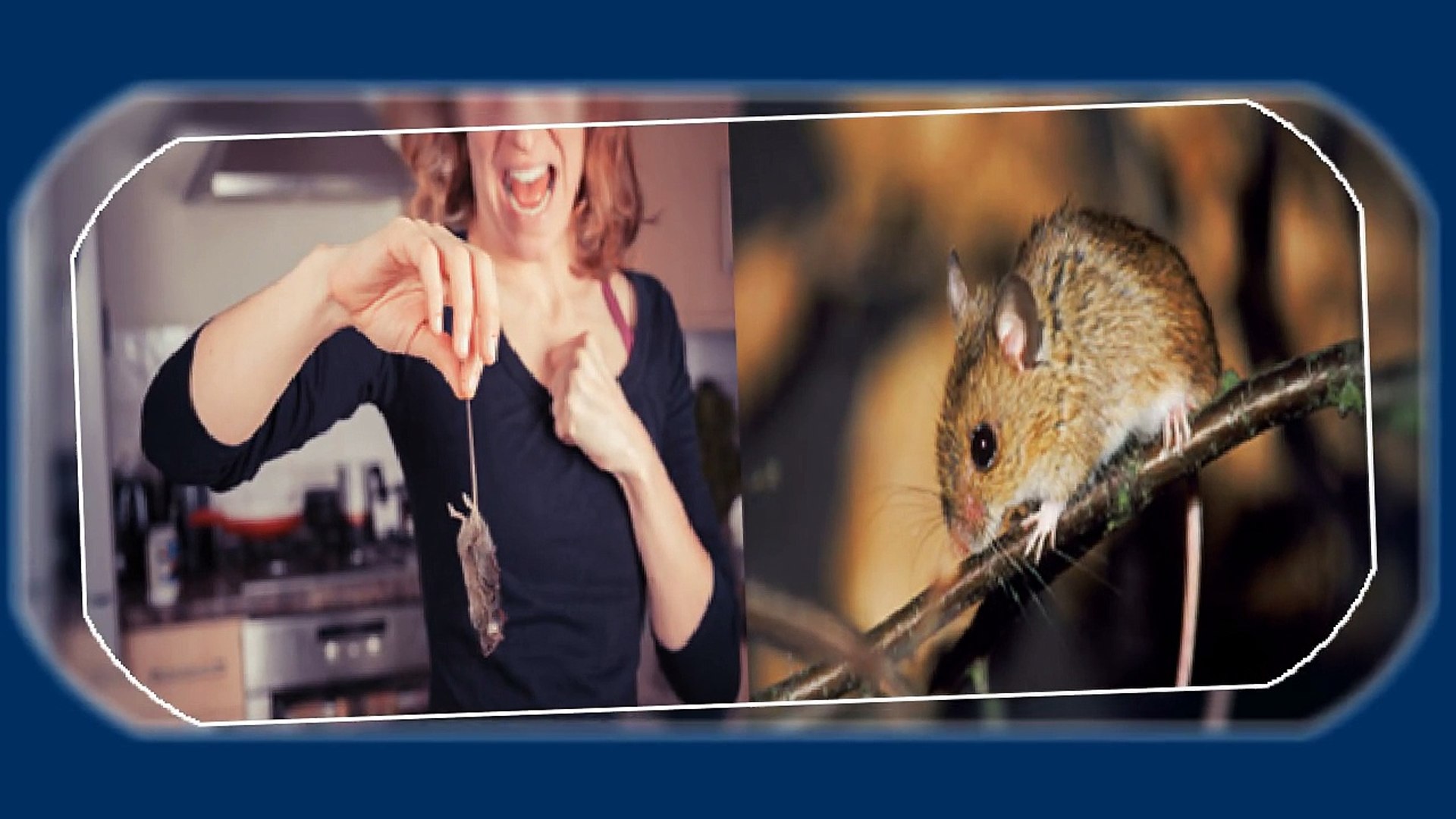 Mice Infestation Explained