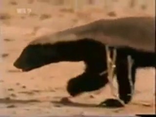 En Korkusuz Hayvan - Bal Porsuğu