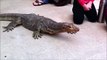 Funny video Water Monitor - funy video?syndication=228326