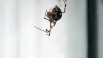 Even spiders hate spiders : hilarious big spider freaks out in front of little spider