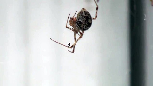 Even spiders hate spiders : hilarious big spider freaks out in front of little spider