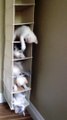 Une tour de bébés chats : trop mignon!
