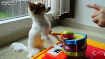 Funny Videos - Funny Cats - Funny Dogs - Funny Animals?syndication=228326