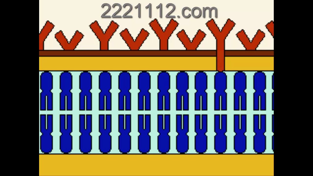 The Cell Membrane