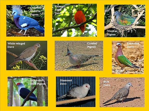 Pigeons/Kabooter dilchasp malumat Dr.Ashraf Sahibzada