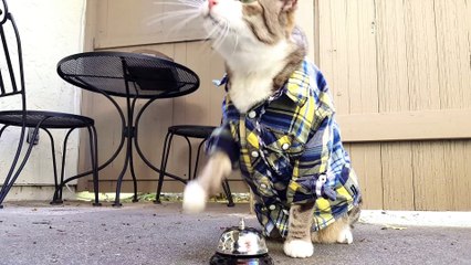 Video herunterladen: Funny cat rings bell for treats