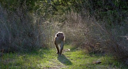 Monkey Kingdom, His Name is Kumar, Trailer Movie, Film Production