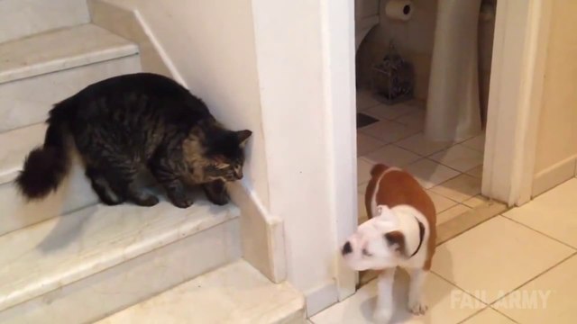 Cats Being Jerks : hilarious animal Compilation