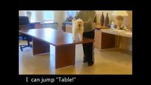 funny videos - FUNNY DOG HOT VIDEOS Animal Funny Video?syndication=228326