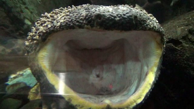 Japanese giant salamander yawning. Yawning of amphibia (8).